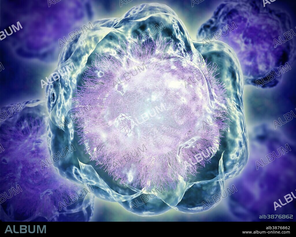 Conceptual image of cytoskeleton. The cytoskeleton is a cellular scaffolding or skeleton contained within a cell's cytoplasm, and is present in all cells.