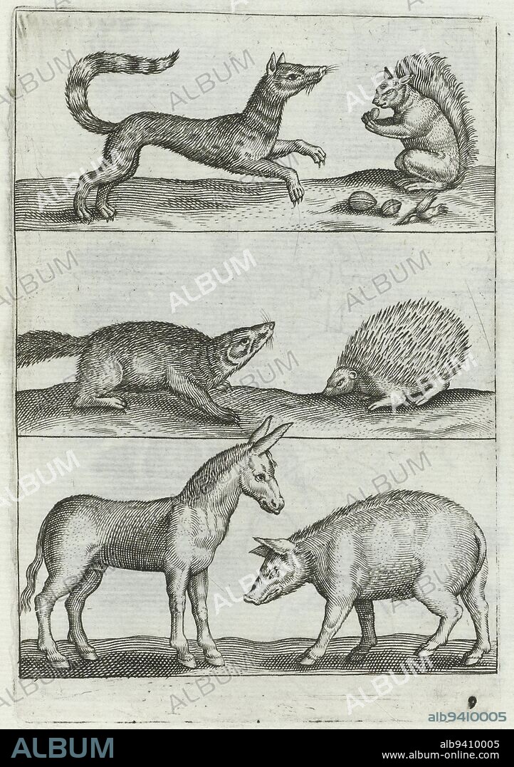 Six animals, squirrel, hedgehog, donkey, pig and other animals Animals (series title), print maker: anonymous, Jan Collaert (II), (possibly), Adriaen Collaert, (possibly), 1570 - 1668, paper, etching, engraving, h 124 mm - w 86 mm.