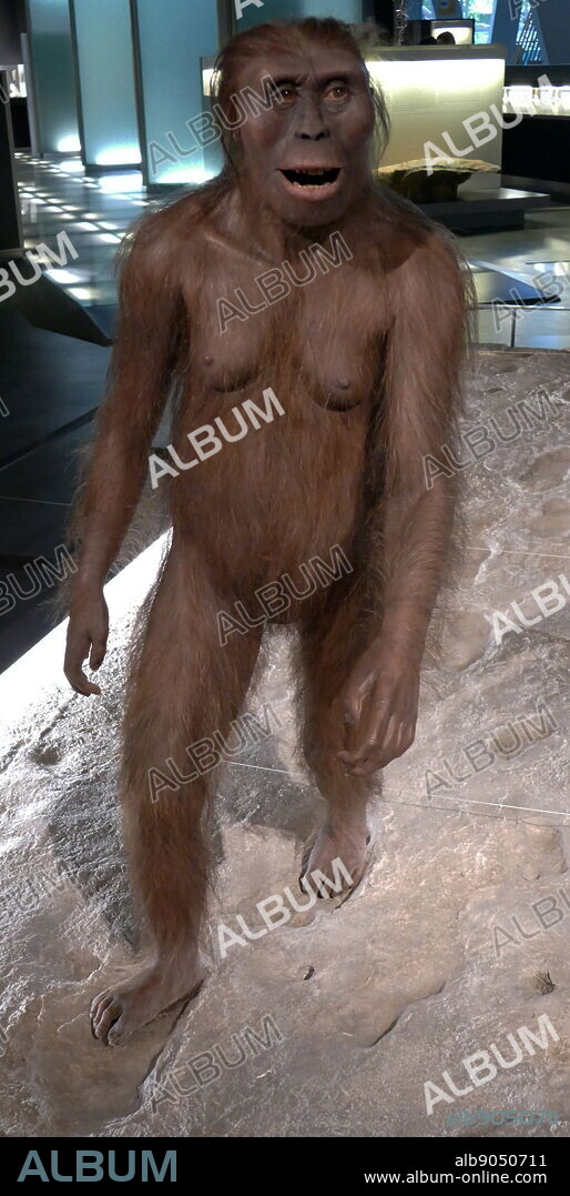Female Australopithecus Afarensis, walking in the footsteps of a male of the same species. Australopithecus Afarensis (Southern ape from Afar), an extinct hominin that lived between 3.9 and 2.9 million years ago BC in Africa. Afarensis is thought to be more closely related to the genus Homo (which includes the modern human species Homo sapiens), whether as a direct ancestor or a close relative of an unknown ancestor, than any other known primate from the same time.