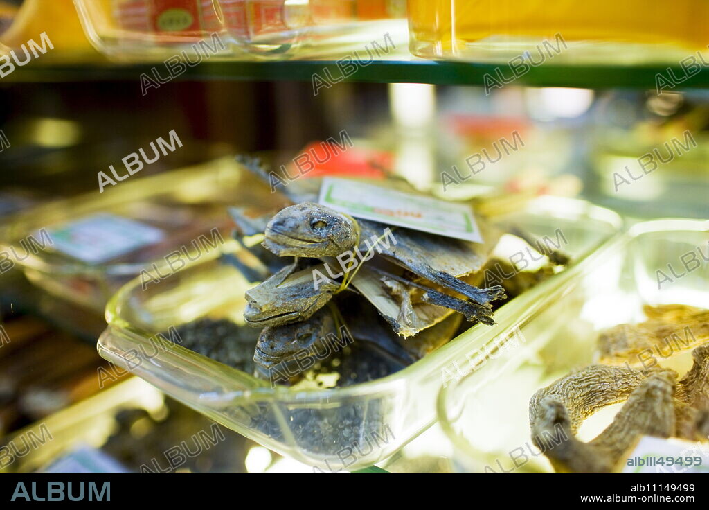 Dried lizards sold in a traditional Chinese medicine shop in Wangfujing Street, Beijing, China.