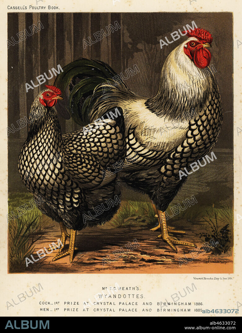 American Wyandotte chickens, cock and hen, Gallus gallus domesticus. Bred by T.C. Heath. First prize winners at Crystal Palace and Birmingham 1886. Chromolithograph by Vincent Brooks Day & Son after an illustration by J.W. Ludlow from Lewis Wrights The Illustrated Book of Poultry, Cassell, London, 1890.