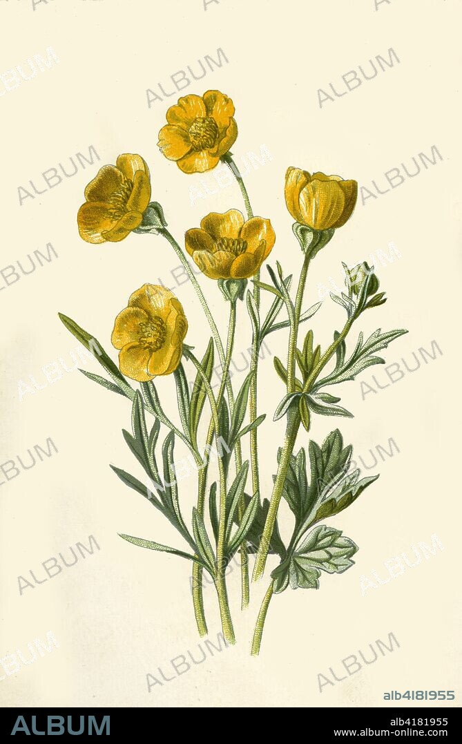 'Bulbous Crowfoot', 1877. Bulbous Crowfoot, (Ranunculus bulbosus) a perennial buttercup.  From "Familiar Wild Flowers", figured and described by F. Edward Hulme, F.L.S., F.S.A. [Cassell & Company, Limited; London, Paris & New York, 1877].