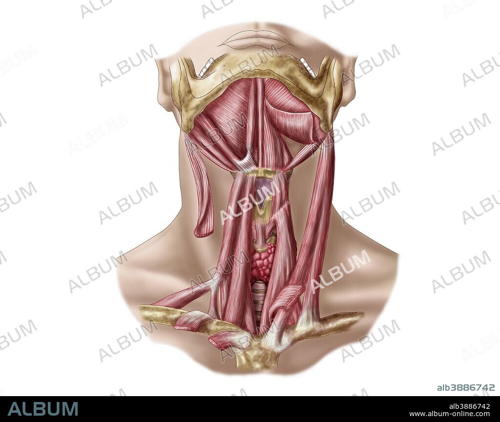 Anatomy of human hyoid bone and neck muscles, anterior view.