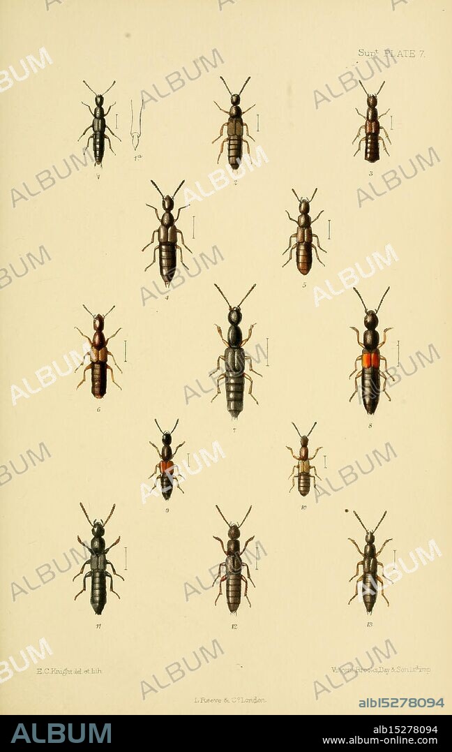 The Coleoptera of the British Islands, London, L. Reeve & Co, 1887-1913, beetles, British Isles, entomology, Coleoptera, Ecknight, Gabrius pennatus, Gabrius breviventer, Erichsonius cinerascens, Actobius cinerascens, Actobius villosulus, Neobisnius villosulus, Gabrius astutus, Gabrius astutoides, Gyrohypnus atratus, Xantholinus cribripennis, Xantholinus laevigatus, Lathrobium elongatum, Lathrobium laevipenne, Lathrobium longulum, Lathrobium dilutum, Lathrobium fovulum, Lathrobium terminatum, A collection of detailed illustrations showcasing various species of ants arranged methodically in a grid format. Each specimen is numbered and depicted from multiple angles, highlighting distinctive features such as body shape, color variations, and antennae structure. The illustrations provide valuable information for entomological study, with particular emphasis on the diversity of ant morphology, including both worker and queen forms. The intricate line work and careful detailing reflect the precision of scientific illustration in documenting these important insects.
