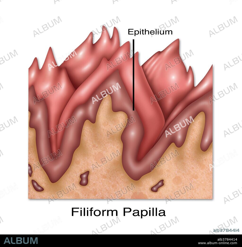 Illustration of filiform papillae, one of the four lingual papillae on the tongue. Filiform papillae do not contain taste buds, and cover most of the front two thirds of the tongue's surface.