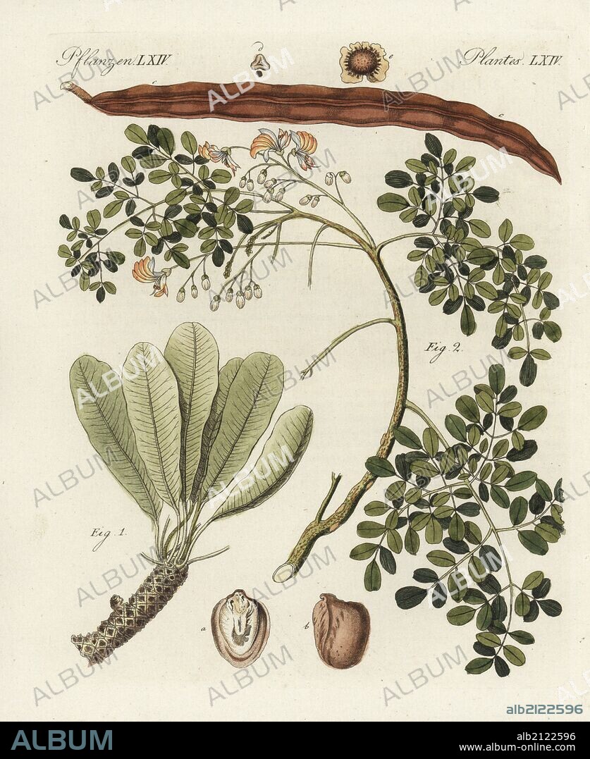 Shea butter tree, Vitellaria paradoxa, vulnerable 1, and ben nut or drumstick tree, Moringa oleifera 2 with seed pod. Handcoloured copperplate engraving from Bertuch's "Bilderbuch fur Kinder" (Picture Book for Children), Weimar, 1798. Friedrich Johann Bertuch (1747-1822) was a German publisher and man of arts most famous for his 12-volume encyclopedia for children illustrated with 1,200 engraved plates on natural history, science, costume, mythology, etc., published from 1790-1830.