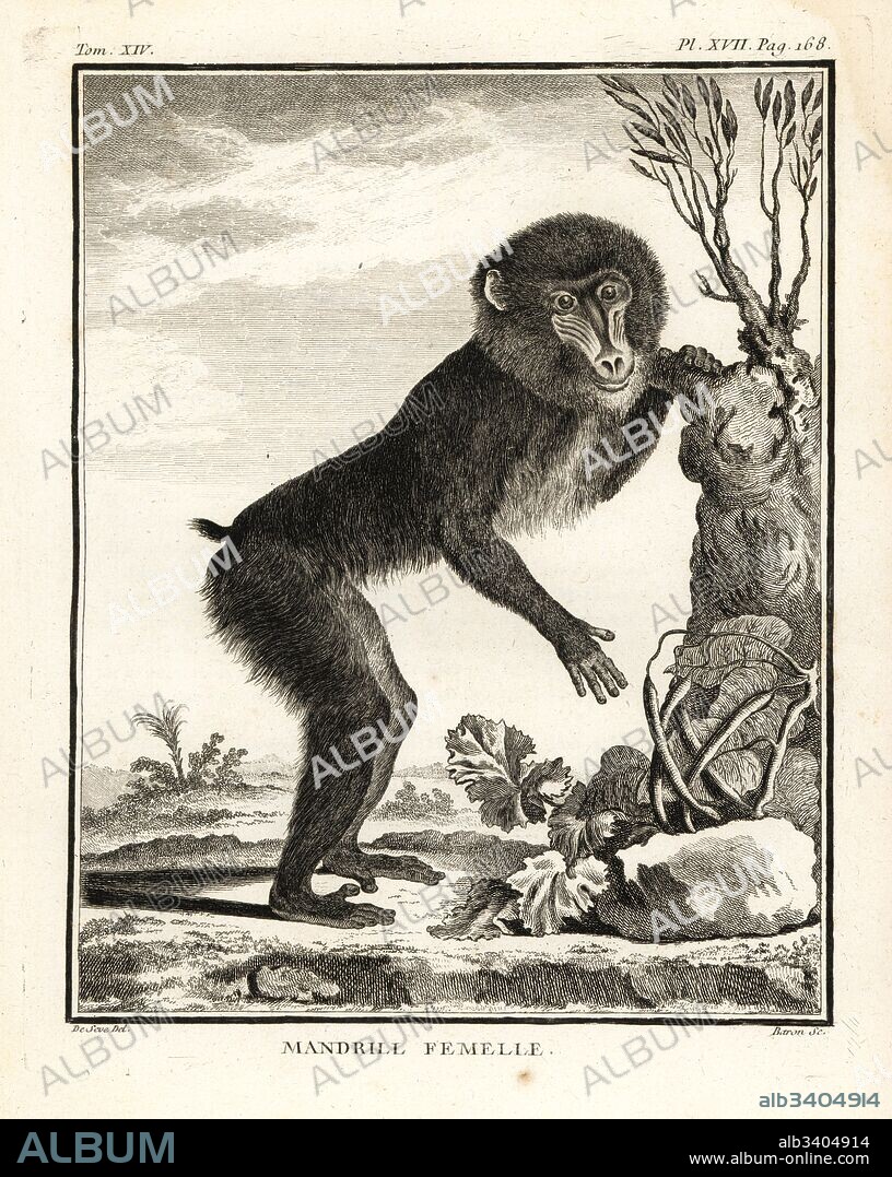 Mandrill, Mandrillus sphinx. Female. Copperplate engraving by Baron after an illustration by Jacques de Seve from Georges-Louis Leclerc, Comte de Buffon's Histoire Naturelle, Imprimerie Royale, Paris, 1766.
