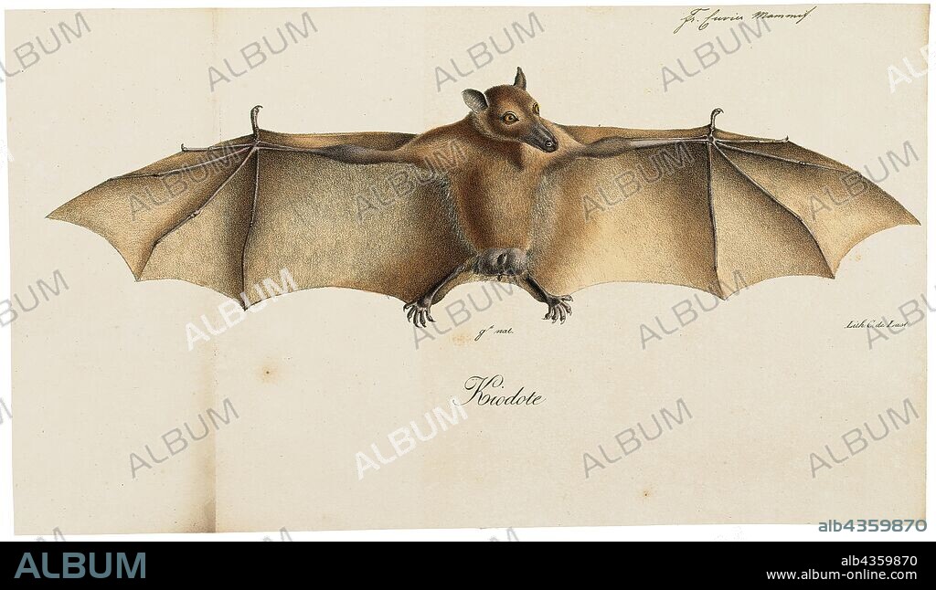 Macroglossus minimus, Print, The long-tongued nectar bat (Macroglossus minimus), also known as the northern blossom bat, honey nectar bat, least blossom-bat, dagger-toothed long-nosed fruit bat, and lesser long-tongued fruit bat, is a species of megabat. M. minimus is one of the smallest species in the family Pteropodidae, with an average length of 60–85 mm. It has a reddish-brown colouring with relatively long hair compared to the other species. The hair on the abdomen is a lighter colour, and a dark brown stripe runs bilaterally down the top of the head and back., 1700-1880.