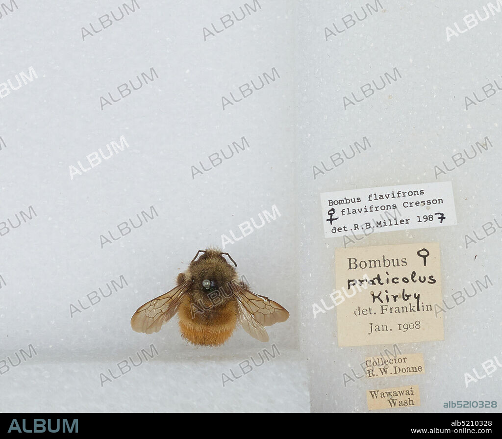 Wawawai, Whitman, Washington, United States, Bombus (Pyrobombus) flavifrons Cresson, 1863, Animalia, Arthropoda, Insecta, Hymenoptera, Apidae, Apinae.