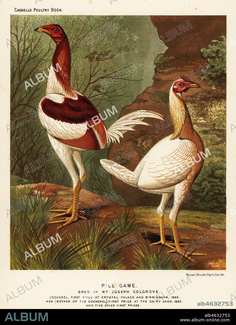 Pile game, cock and hen. Bred by Joseph Colgrove. Cockerel first prize at Crystal Palace and Birmingham 1886. Hen first prize at the Dairy Show 1885. Chromolithograph by Vincent Brooks Day & Son after an illustration by J.W. Ludlow from Lewis Wrights The Illustrated Book of Poultry, Cassell, London, 1890.