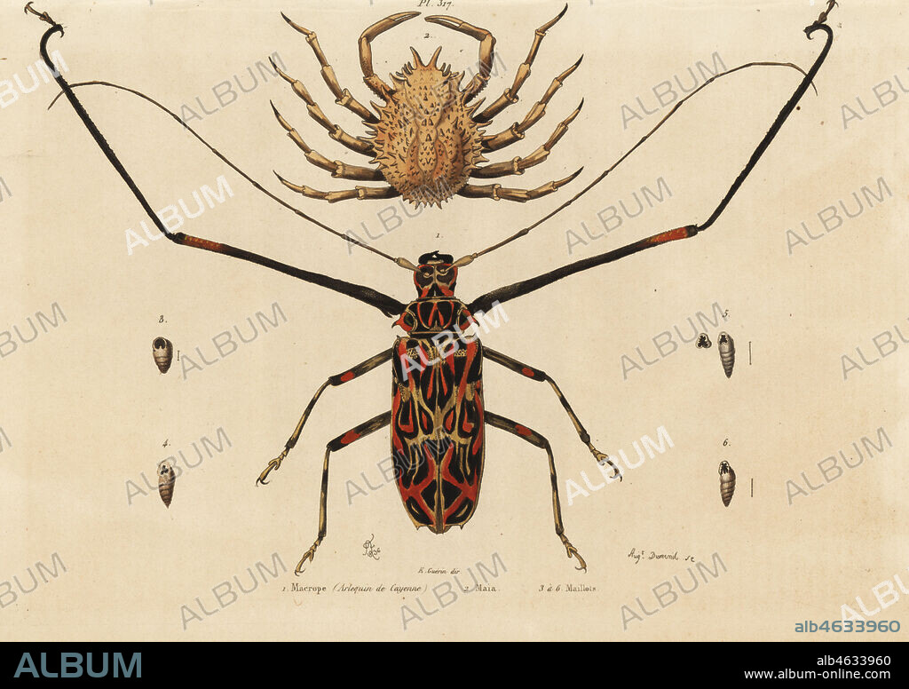 Harlequin beetle, Acrocinus longimanus 1, and European spider crab, Maja squinado 2. Macrope (harlequin de Cayenne), maia, maillots. Handcoloured steel engraving by August Dumenil after an illustration by Adolph Fries from Felix-Edouard Guerin-Meneville's Dictionnaire Pittoresque d'Histoire Naturelle (Picturesque Dictionary of Natural History), Paris, 1834-39.