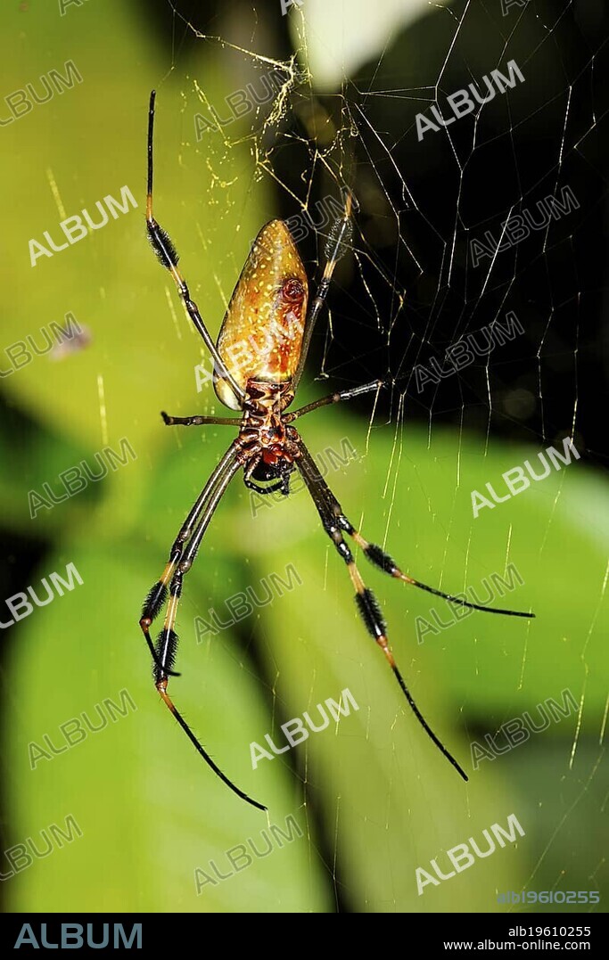 Golden Orb Spider, Golden silk orb-weaver (Nephila clavipes), Costa Rica