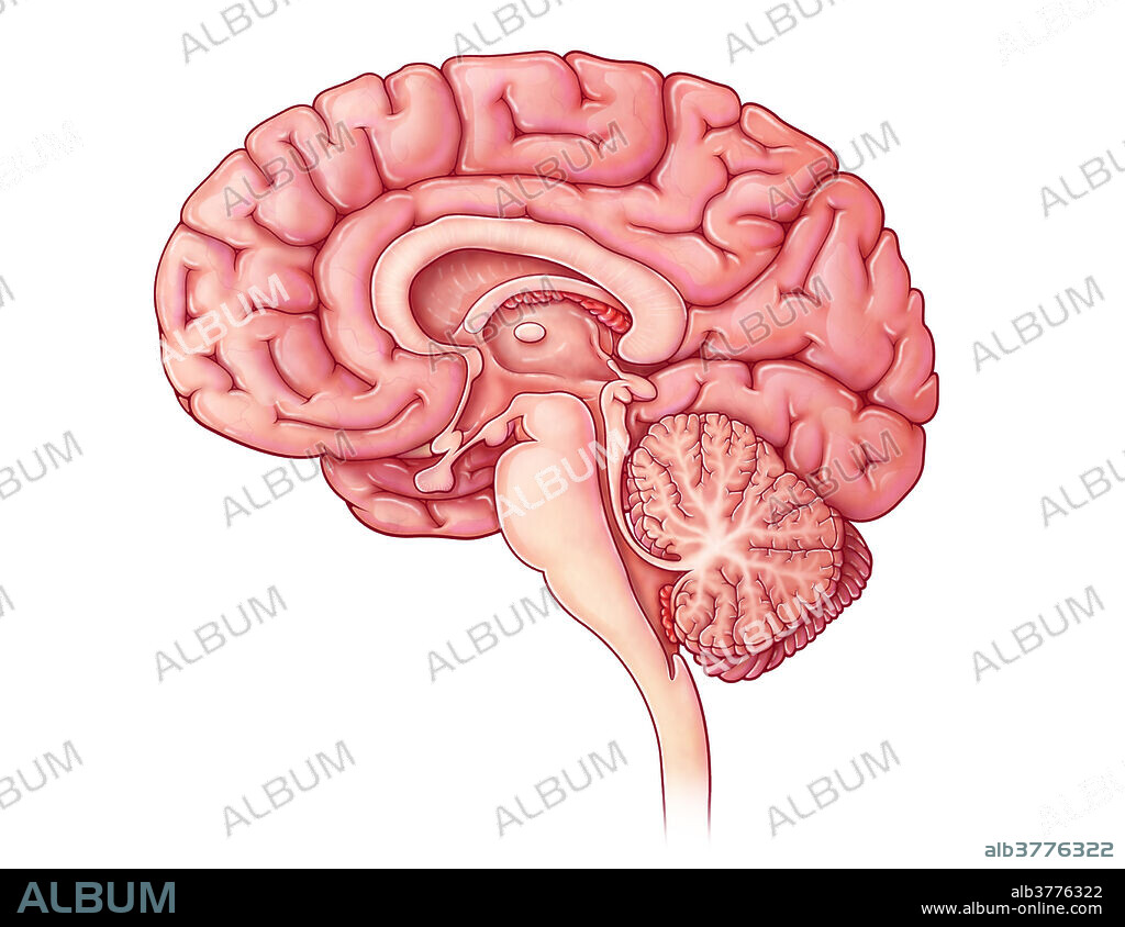 An illustration of the brain from a midsagittal view.