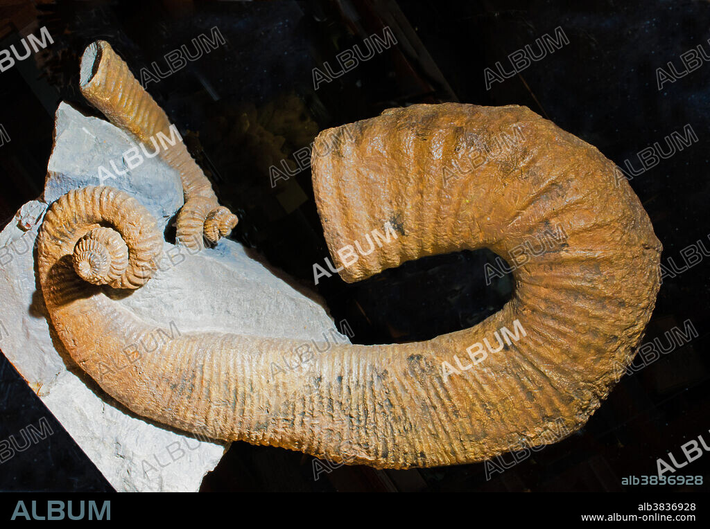 Ammonite Heteroceras Fossil. Zuhl Collection. New Mexico State University.