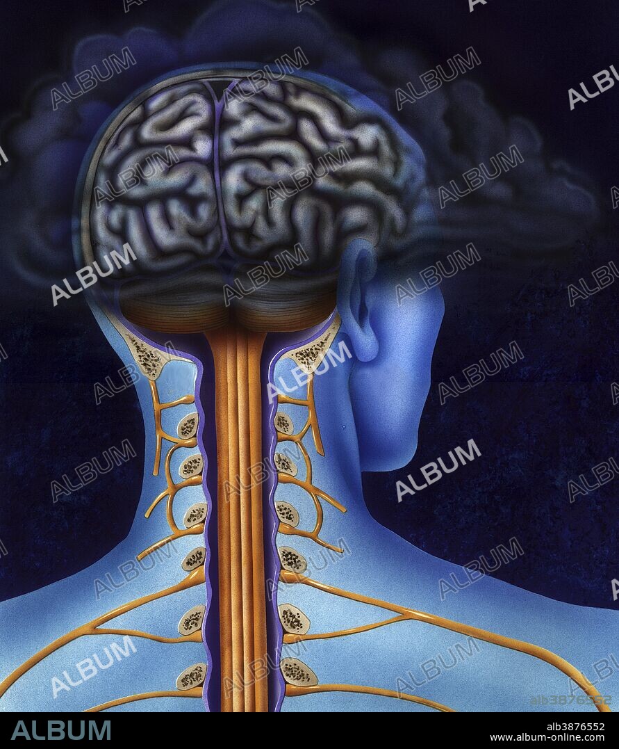 Schematic showing back of brain and spinal cord. Head in dark cloud indicating depression.