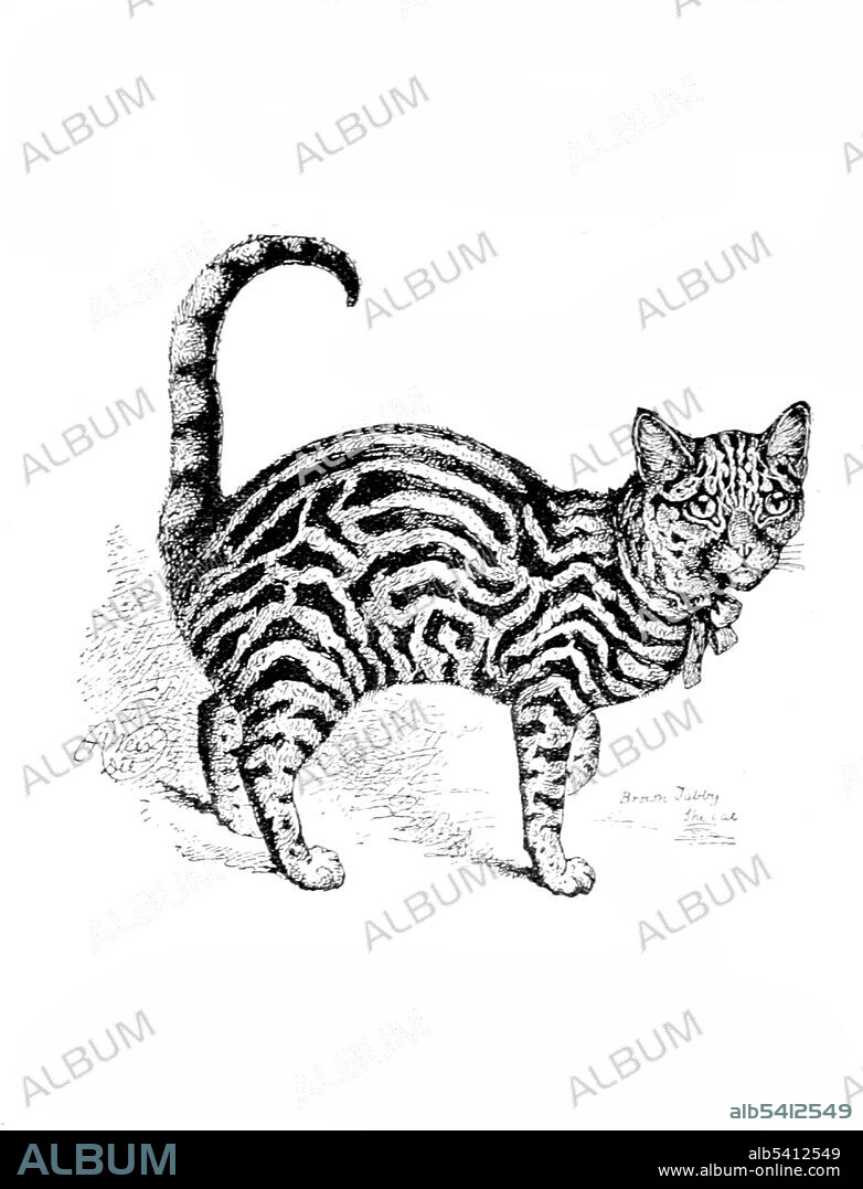 A tabby is any domestic cat (Felis catus) that has a coat featuring distinctive stripes, dots, lines or swirling patterns, always together with a mark resembling an 'M' on its forehead. Tabbies are not a cat breed. The tabby pattern is found in many breeds, and is a genetic landrace common among the general mixed-breed population. Harrison William Weir (May 5, 1824 - January  31, 1906) was an English gentleman and artist. In 1889, he wrote Our Cats and All About Them describing and illustrating the pedigree varieties of the time.