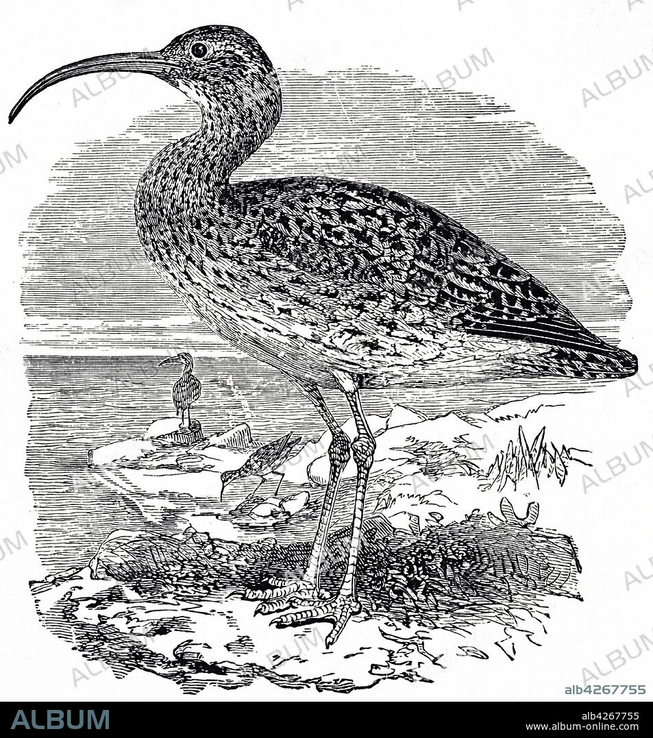 Engraving depicting a Curlew, a group of eight species of birds, characterised by long, slender, down curved bills and mottled brown plumage. Dated 19th century.