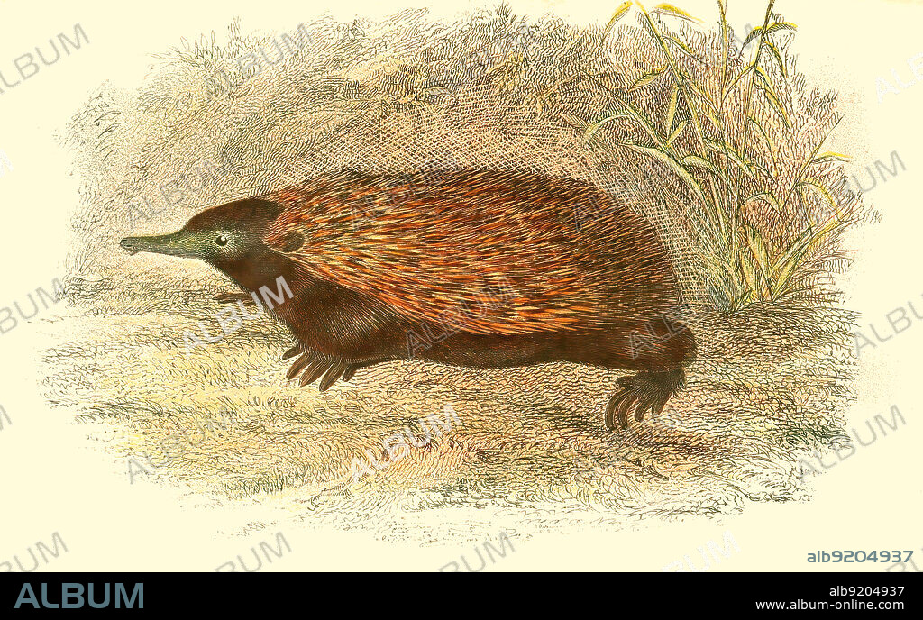 Kurzschnabeligel, auch Kurzschnabel-Ameisenigel, Tachyglossus aculeatus / short-beaked echidna, Tachyglossus aculeatus, Historisch, historical, digital improved reproduction of an original from the 19th century / digital restaurierte Reproduktion einer Originalvorlage aus dem 19. Jahrhundert, genaues Originaldatum nicht bekannt,.