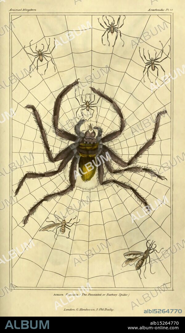 The animal kingdom, arranged according to its organization London, G. Henderson, 1834, spider, arthropoda, arthropod, page frights, Halloween, Argiope bruennichi, Aranea fasciata, orb weaver, arachnid, entomology, arachnology, wasp spider, Barbary spider, pin, This intricate illustration features a detailed depiction of a large spider at the center, showcasing its prominent fangs and distinctive body markings. Surrounding the main spider are smaller spiders in various positions, demonstrating different stages of web creation. The spider's web is intricately woven with visible strands, creating a frame around the scene. In the lower part of the illustration, a couple of insects are caught in the web, emphasizing the predatory nature of the spider. The piece is labeled with the scientific name of the spider and includes an indication of the artist and publisher, providing context to the educational aspect of the artwork.