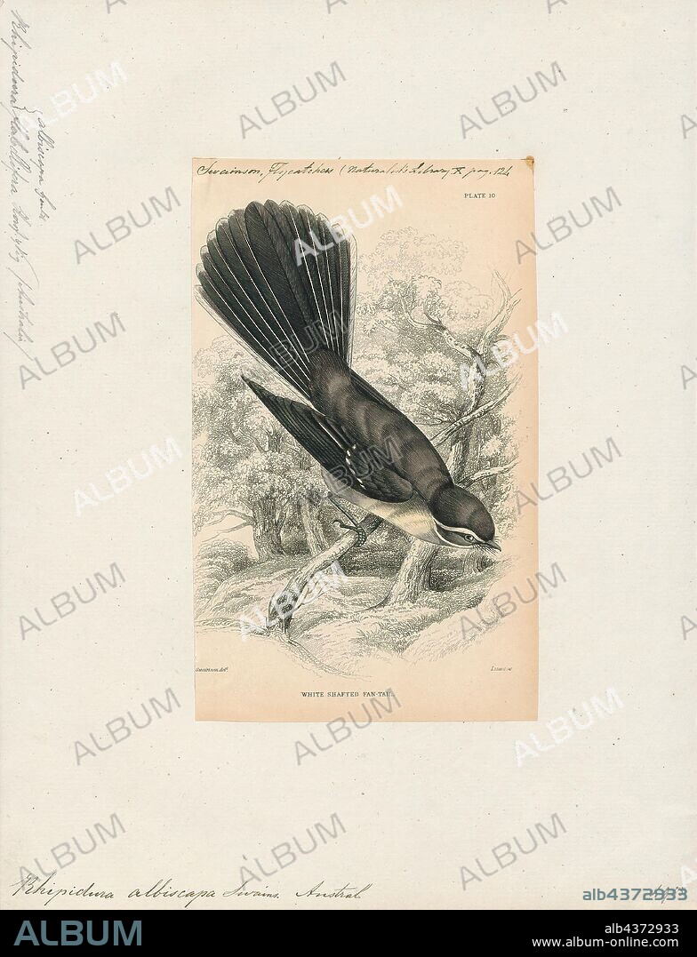 Rhipidura albiscapa, Print, The grey fantail (Rhipidura albiscapa) is a small insectivorous bird. It is a common fantail found in Australia, the Solomon Islands, Vanuatu and New Caledonia. The species is considered by many to be conspecific with the New Zealand fantail (Rhipidura fuliginosa); however, differences in its calls lead some authorities to treat it as a separate species., 1838.