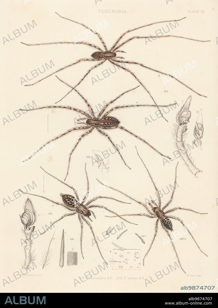 Cardinal spider, Tegenaria parietina (Tegenaria domestica) 105, and giant house spider, Tegenaria gigantea (T. atrica) 106. Handcoloured lithograph by W. West after Tuffen West from John Blackwalls A History of the Spiders of Great Britain and Ireland, Ray Society, London, 1861.