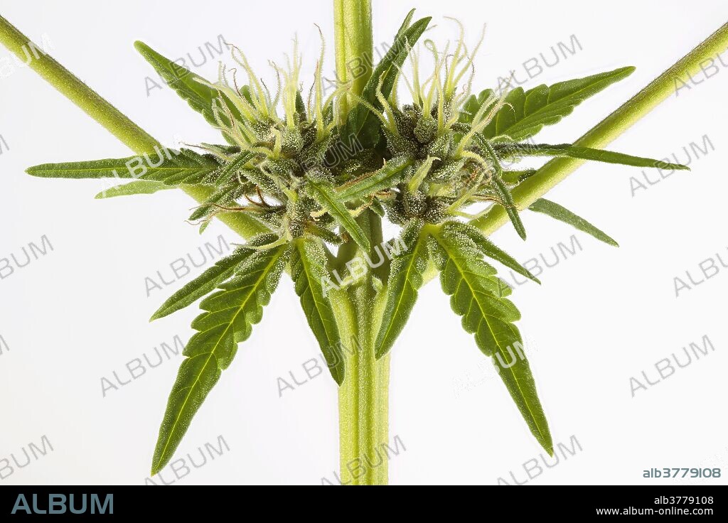 Close-up of a Cannabis sativa female in full flower: pistils (fuzzy white or amber colored hair-like structures), bracts (modified leaves) and trichomes (cellular growths like sprinkle of dew). Hemp fiber, medicinal drugs, marijuana, hashish and hash oil are obtained from the plant. It is one of the 50 fundamental herbs of Traditional Chinese Medicine and the only plant that produces cannabinoids (approximately 40 of them) which have numerous well-documented beneficial effects: stimulation of hunger in chemotherapy and AIDS patients, decrease of intraocular pressure, analgesic, antispasmodic, antibacterial and expectorant. It is also a potential treatment for Alzheimer's disease, Myasthenia Gravis, multiple sclerosis, gastrointestinal illness, depression and glaucoma. Field of view size: 36.0 x 53.9 mm (1.42 x 2.12 in).