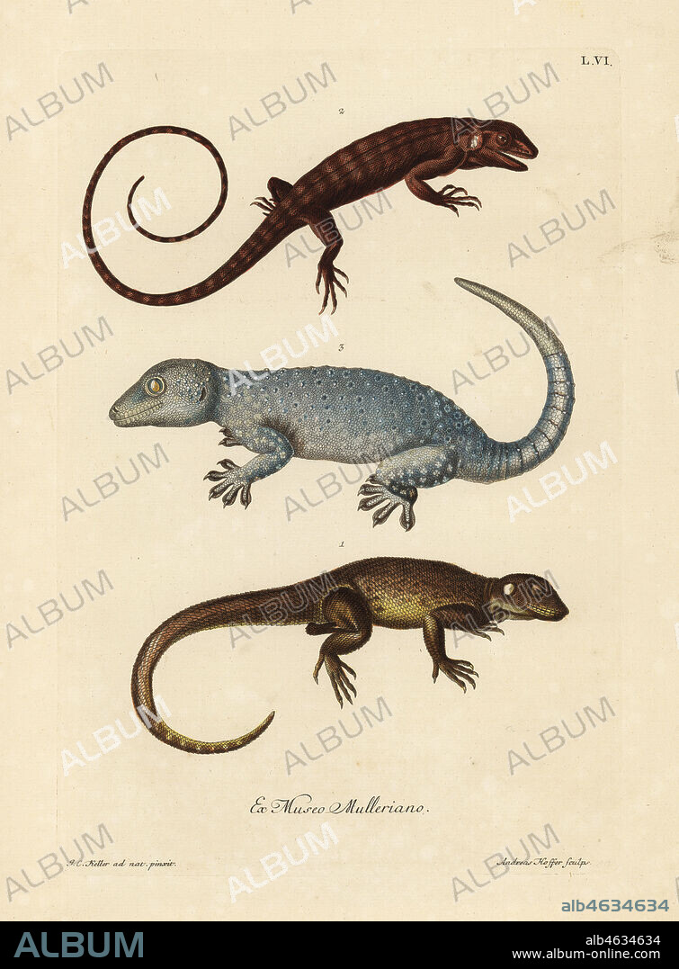 Two species of lizards 1,2 and a gecko 3. Le Lezard gris eguillonne des Indes orientales, le Lezard brun a ecailles rondes des Indes orientales, une Salmandre, Geko. Handcoloured copperplate engraving by Andreas Hoffer after an illustration by Johann Christoph Keller from Georg Wolfgang Knorr's Deliciae Naturae Selectae of Kabinet van Zeldzaamheden der Natuur, Blusse and Son, Nuremberg, 1771. Specimens from a Wunderkammer or Cabinet of Curiosities owned by P.L. Muller.