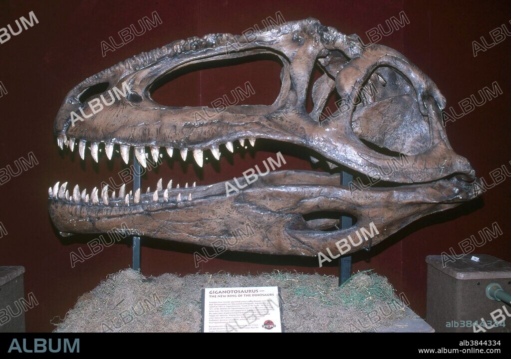 Replica of the Giganotosaurus skull originally found in Patagonia, Argentina. Giganotosaurus was a carnivorous dinosaur even larger than Tyrannosaurus.