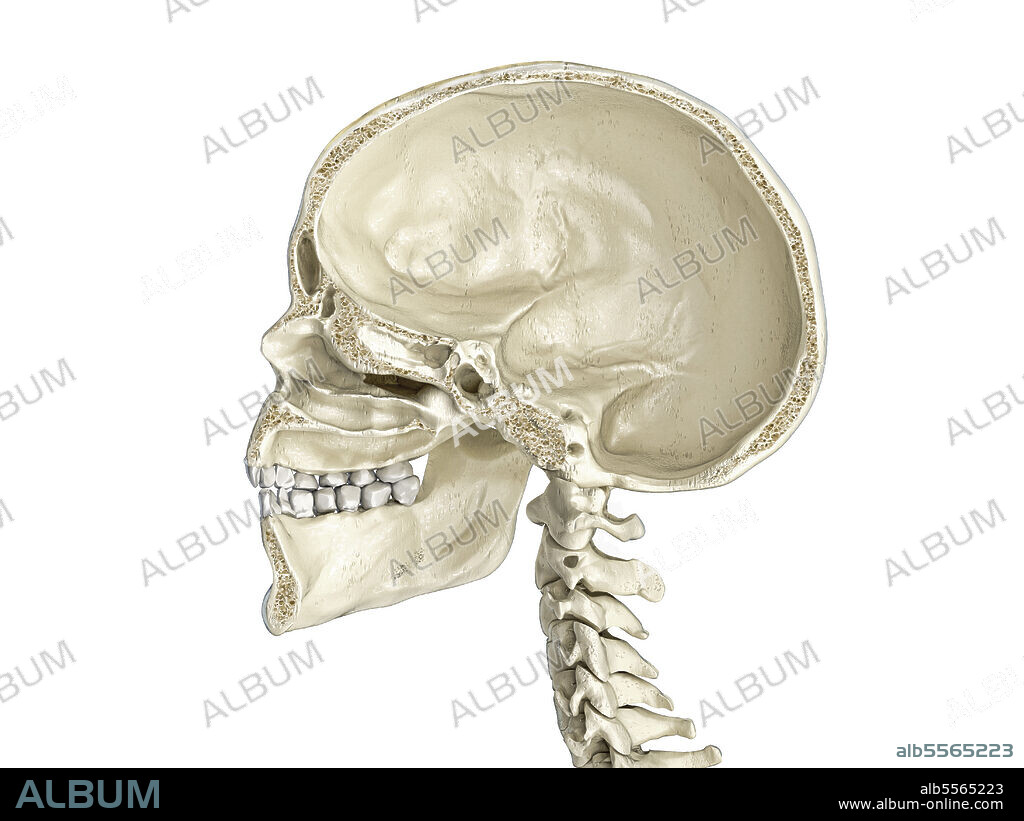 Human skull mid sagittal cross-section, side view, white background.