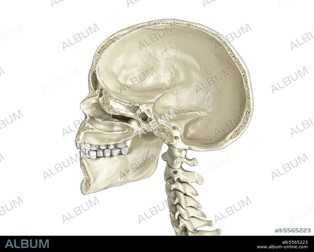 Human skull mid sagittal cross-section, side view, white