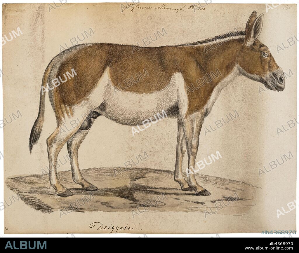 Equus hemionus, Print, The onager, also known as hemione or Asiatic wild ass, is a species of the family Equidae (horse family) native to Asia. A member of the subgenus Asinus, the onager was described and given its binomial name by German zoologist Peter Simon Pallas in 1775. Five subspecies have been recognized, one of which is extinct., 1700-1880.