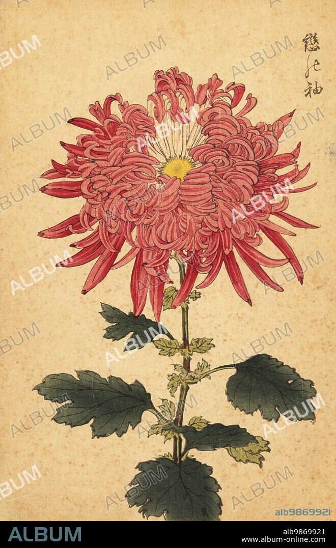 Hybrid pink quill chrysanthemum, Chrysanthemum indicum. Handcoloured woodblock print after Keika Hasegawa from Keika Hyakugiku, Keika's 100 Chrysanthemums, published by Naosaburo Yamada, Kyoto, Japan, 1893. Keika Hasegawa drew flowers and patterns for kimono in Kyoto in the final years of the 19th century.
