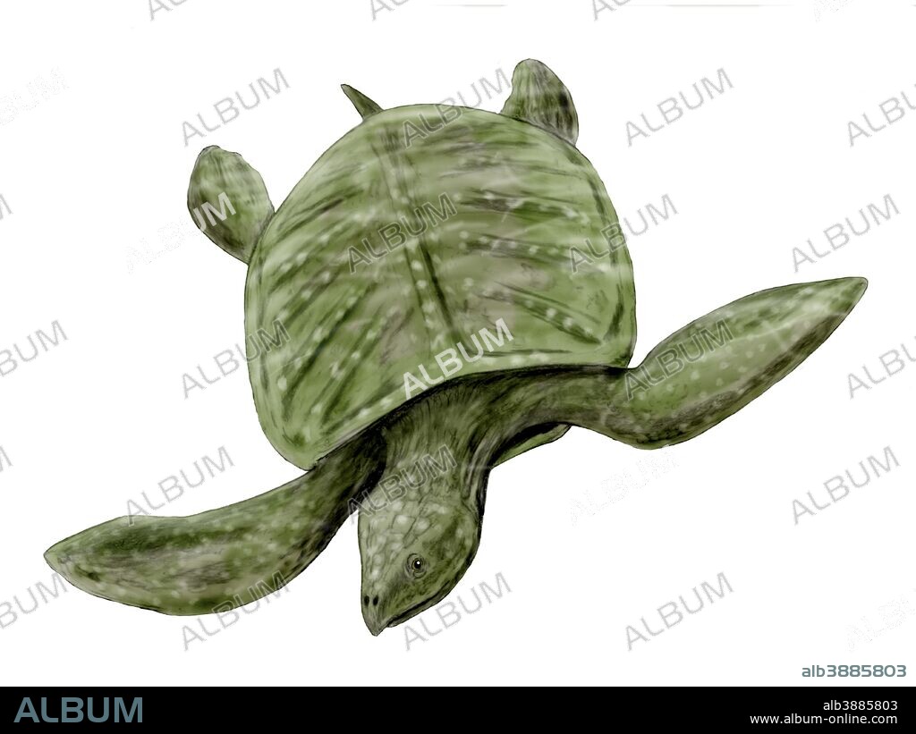 Archelon ischyros, Testudines, Late Cretaceous of USA.