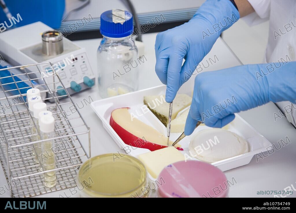 Microbiology laboratory. Microbiological tests of food, cheese. AZTI-Tecnalia. Technological Centre specialised in Marine and Food Research. Sukarrieta, Bizkaia, Euskadi. Spain.
