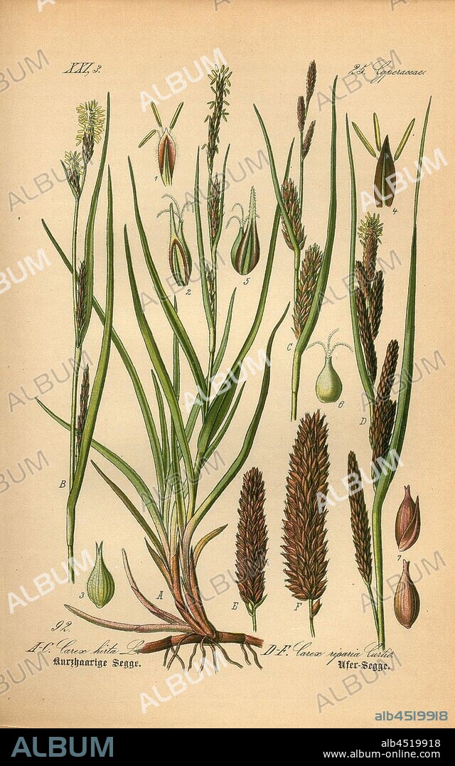 Short-haired sedge and shore-sedge, A - C: Carex hirta L. - Shorthaired Sedge or Hairy Sedge, D - F: Carex riparia Curtis - Shore Sedge, Family: 25. Cyperaceae - Ried Grasses, Plate 92, after p. 214 (p., Bd. 1), 1886, Otto Wilhelm Thomé: Prof. Dr. Thomé's Flora von Deutschland, Österreich und der Schweiz in Wort und Bild. Gera-Untermhaus: Verlag von Fr. Eugen Köhler, [1886].