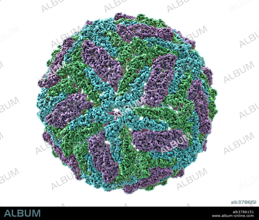 A molecular model of the Zika virus (ZIKV), a member of the Flaviviridae family and Flavivirus genus. Zika fever is an arthropod-borne illness transmitted by mosquitoes, similar to dengue fever or West Nile disease. Although some may never experience any symptoms when infected, common symptoms include fever, headaches, rash, pink eye, and joint pains. However, recent data suggests that newborns of mothers infected by the Zika virus during the first trimester of pregnancy are at an increased risk for microcephaly, a neurodevelopmental disorder resulting in reduced skull size and an underdeveloped brain.