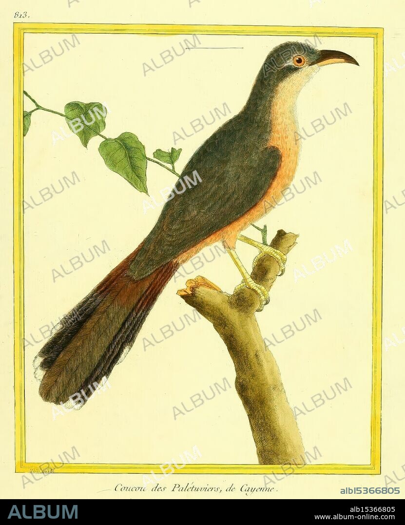 Planches enluminées d'histoire naturelle, Paris?, s.n, 1765-1783?, birds, pictorial works, zoology, A beautifully illustrated bird perched on a branch, showcasing a vibrant plumage with shades of gray, orange, and a hint of brown. The bird features a long tail and a distinct curved beak, which hints at its potential feeding habits. Surrounding the bird are delicate green leaves that add an element of nature to the composition. The title 'Cuculus des Paludiers, de Cayenne' is elegantly inscribed beneath, suggesting its connection to the region of Cayenne, known for its rich biodiversity. This artistic representation emphasizes both the intricate details of the bird's features and the surrounding foliage.