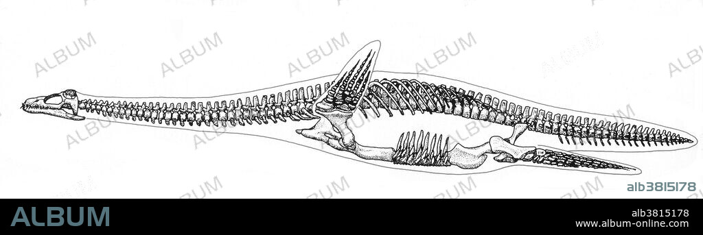 Plesiosauria is an order of Mesozoic marine reptiles. Plesiosaurs first appeared in the Early Jurassic Period and became especially common during the Jurassic Period, thriving until the Cretaceous-Paleogene extinction at the end of the Cretaceous Period. The typical plesiosaur had a broad body and a short tail. They retained their ancestral two pairs of limbs, which evolved into large flippers. All plesiosaurs had four paddle-shaped flipper limbs. This is an unusual arrangement in aquatic animals and it is thought that they were used to propel the animal through the water by a combination of rowing movements and up-and-down movements. There appears to have been no tail fin and the tail was most likely used for helping in directional control. They have been discovered with fossils of belemnites (squid-like animals), and ammonites (giant nautilus-like molluscs) associated with their stomachs. They had powerful jaws, probably strong enough to bite through the hard shells of their prey.