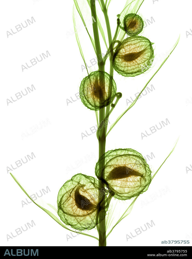 Colour-enhanced X-ray of giant swan milkweed (Gomphocarpus physocarpus, formerly Asclepias physocarpa). This plant is also commonly known as balloonplant, balloon cotton-bush, bishop's balls or swan plant.