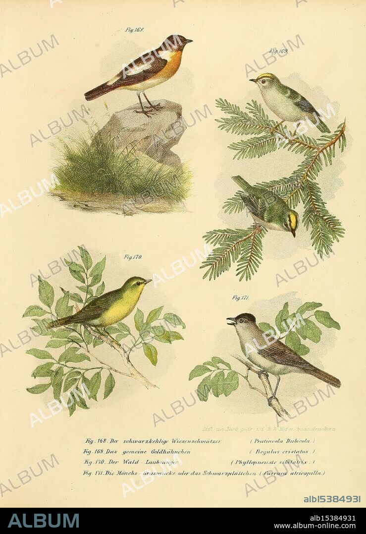 Bilder-atlas zur Wissenschaftlich-populären Naturgeschichte der Vögel in ihren sämmtlichen Hauptformen, Wien, K.K. Hof und Staatsdruckerei, 1864, birds, pictorial works, The composition features a variety of bird species, elegantly illustrated to showcase their distinctive characteristics. At the top left, a songbird perches on a rock, displaying its vibrant plumage. To the right, another small bird is nestled among the branches of a conifer, highlighting its lively posture and coloration. Below, two additional birds are depicted, one taking center stage with its attention-grabbing features, while the other is shown in a more subtle pose. Each bird is labeled for identification, contributing to a rich understanding of avian diversity, including their habitats and behaviors. The detailed artwork emphasizes the beauty and intricacy of these species, inviting appreciation for the natural world.