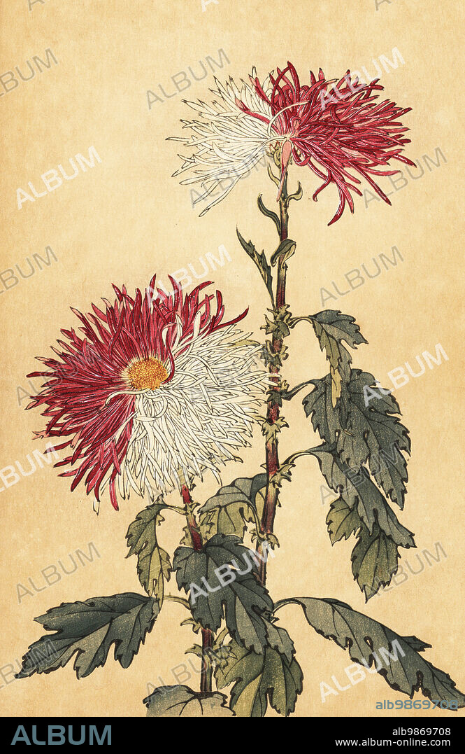Hybrid purple and white quill chrysanthemum, Chrysanthemum indicum. Handcoloured woodblock print after Keika Hasegawa from Keika Hyakugiku, Keika's 100 Chrysanthemums, published by Naosaburo Yamada, Kyoto, Japan, 1893. Keika Hasegawa drew flowers and patterns for kimono in Kyoto in the final years of the 19th century.