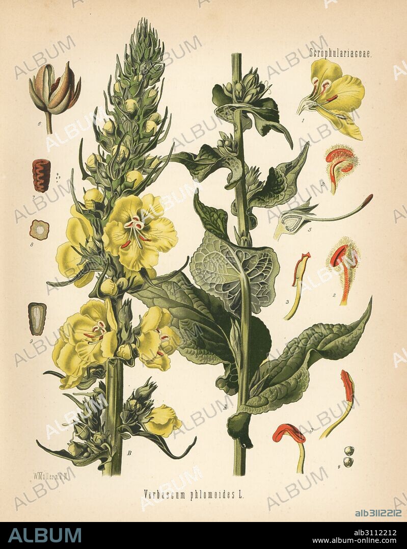 Orange mullein, Verbascum phlomoides. Chromolithograph after a botanical illustration by Walther Muller from Hermann Adolph Koehler's Medicinal Plants, edited by Gustav Pabst, Koehler, Germany, 1887.