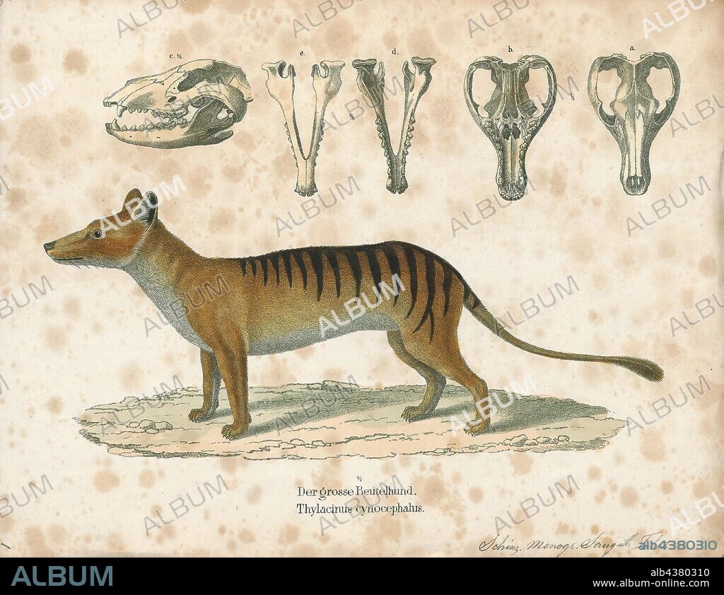 Thylacinus cynocephalus, Print, The thylacine (Thylacinus cynocephalus), now extinct, is one of the largest known carnivorous marsupials, evolving about 4 million years ago. The last known live animal was captured in 1933 in Tasmania. It is commonly known as the Tasmanian tiger because of its striped lower back, or the Tasmanian wolf because of its canid-like characteristics. It was native to Tasmania, New Guinea, and the Australian mainland., 1700-1880.