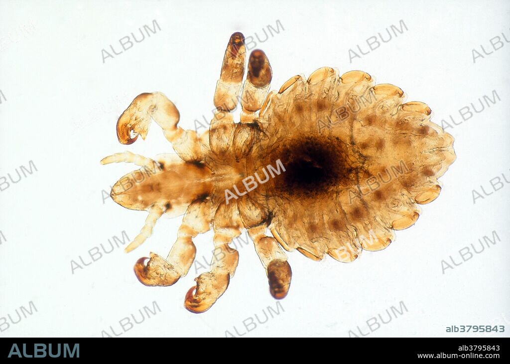 Cattle louse (bovicola bovis). Magnification 10x @ 35mm.