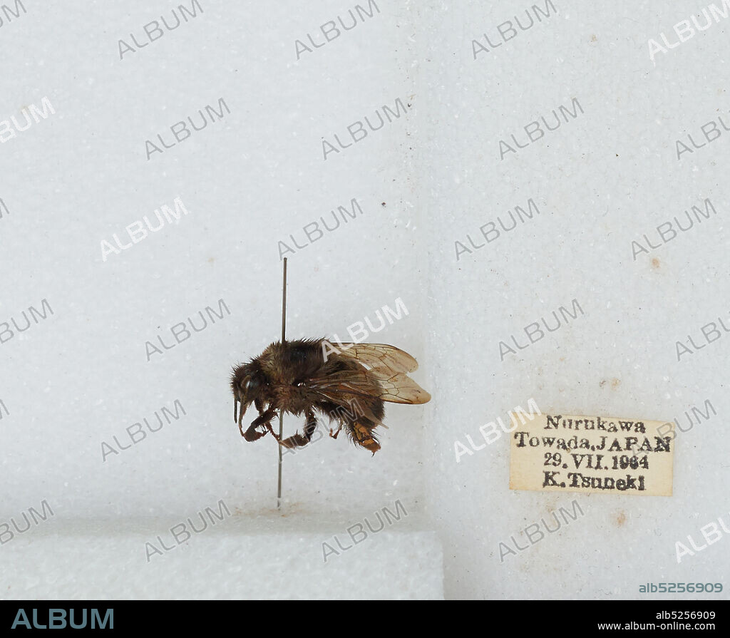 Nurukawa, Towada, Aomori, Japan, Bombus sp., Animalia, Arthropoda, Insecta, Hymenoptera, Apidae, Apinae.