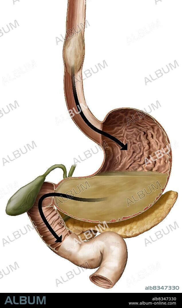 This image shows the path that the alimentary bolus takes during the digestive process.