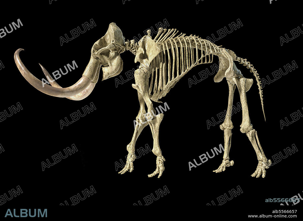 3D illustration of woolly mammoth skeleton, side view on black background.