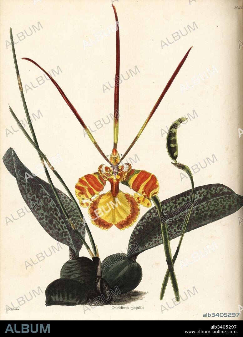 Butterfly orchid, Psychopsis papilio (Oncidium papilio). Handcoloured copperplate engraving by George Cooke after Thomas Shotter Boys from Conrad Loddiges' Botanical Cabinet, Hackney, 1825.