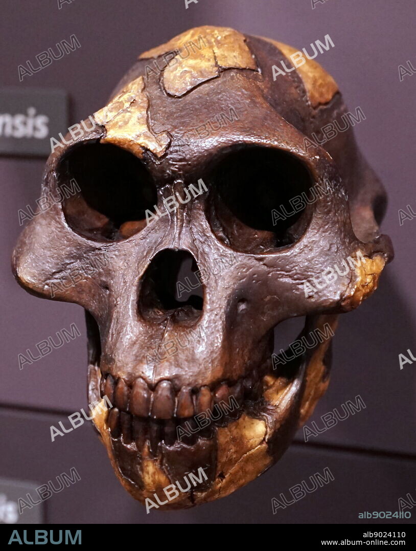 Skull of an Australopithecus afarensis an extinct hominin.