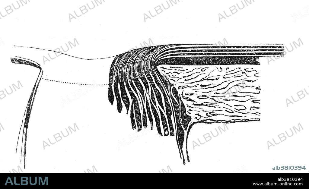 Section of the coats of the human eye at the entrance of the optic nerve to show mode of origin of layers of the retina. From "Operations of the eye," by W. Bowman, 1849. The Bowman's membrane (Bowman's layer, anterior limiting lamina, anterior elastic lamina) is a smooth, acellular, nonregenerating layer, located between the superficial epithelium and the stroma in the cornea of the eye. It is composed of strong, randomly oriented collagen fibrils in which the smooth anterior surface faces the epithelial basement membrane and the posterior surface merges with the collagen lamellae of the corneal stroma proper. In adult humans, Bowman's membrane is 8-12 ?m thick. With aging, this layer becomes thinner. The Bowman's layer, in mammals, is found only in primates. It is named after Sir William Bowman (1816-1892), an English physician, anatomist and ophthalmologist, who discovered this membrane.